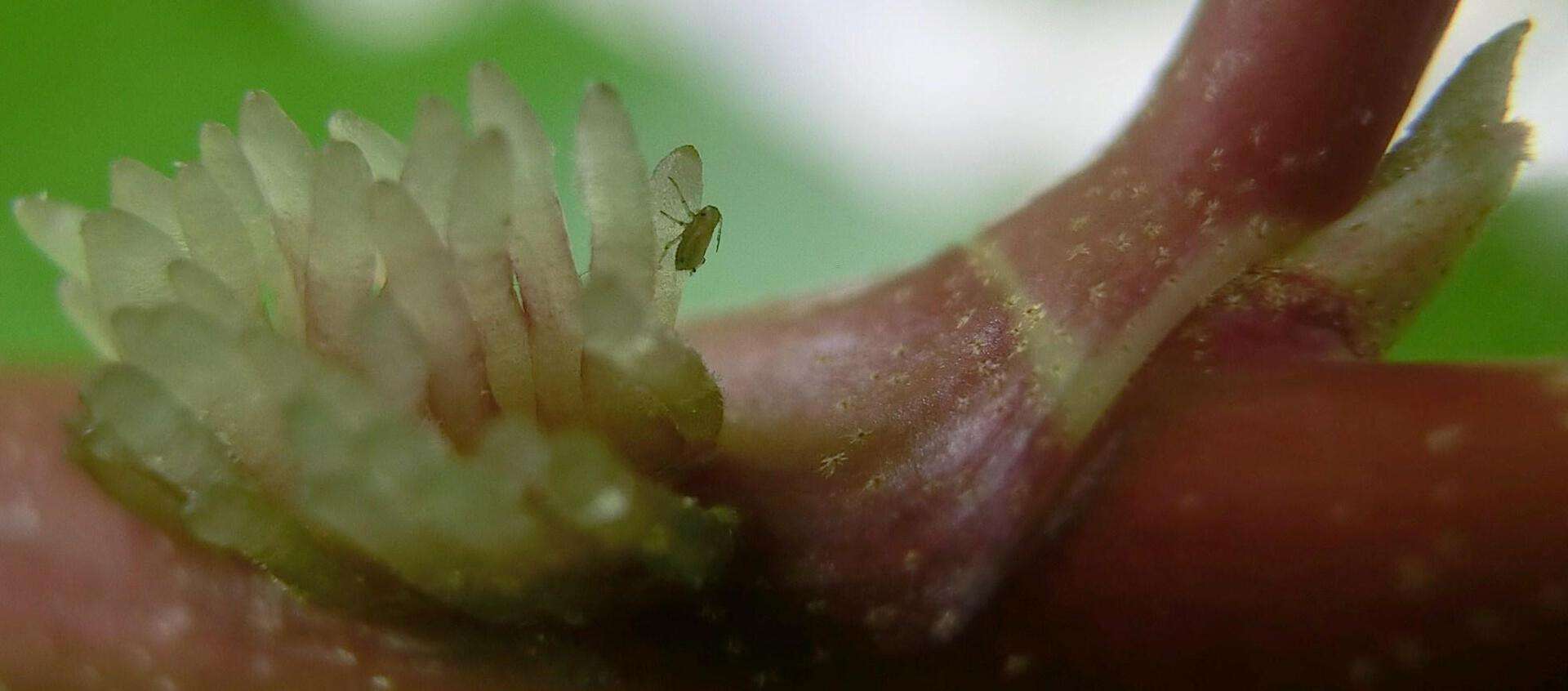 Hembra partenogenetica de pulgon