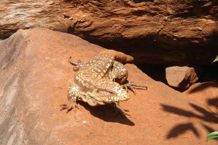 Fauna de Yacutinga Lodge