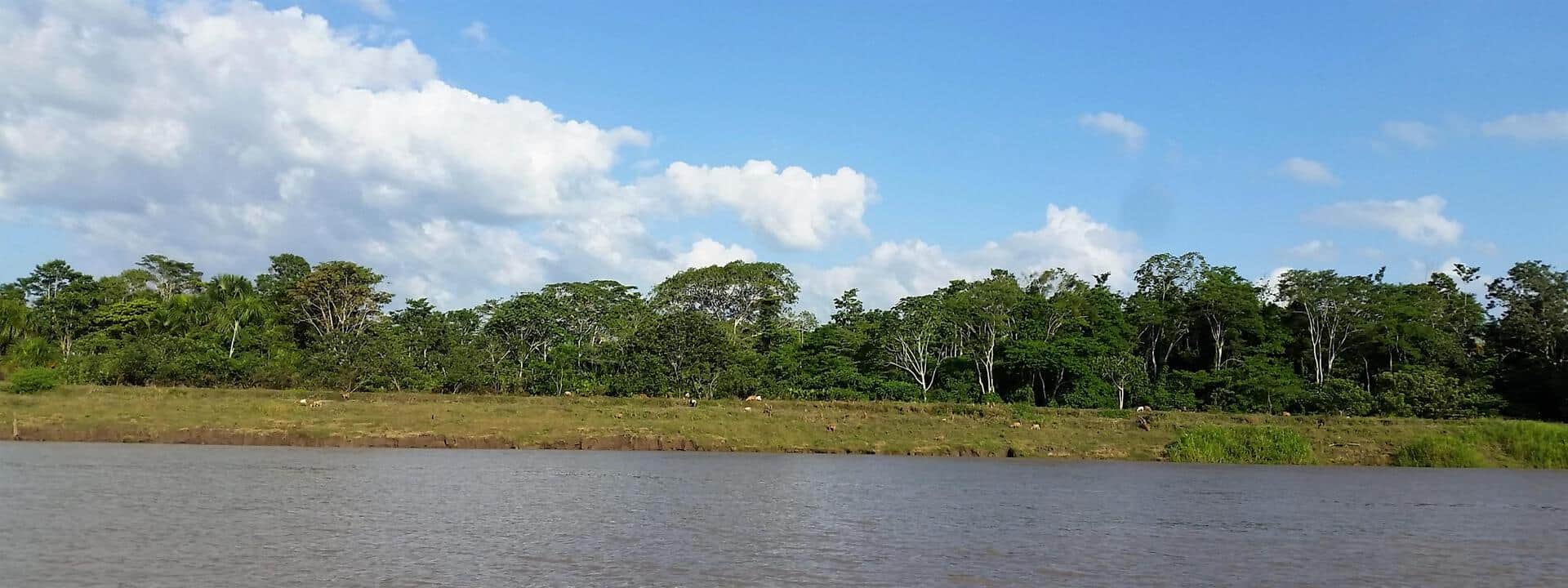 Cría de ganado a las orillas del rio Amazonas