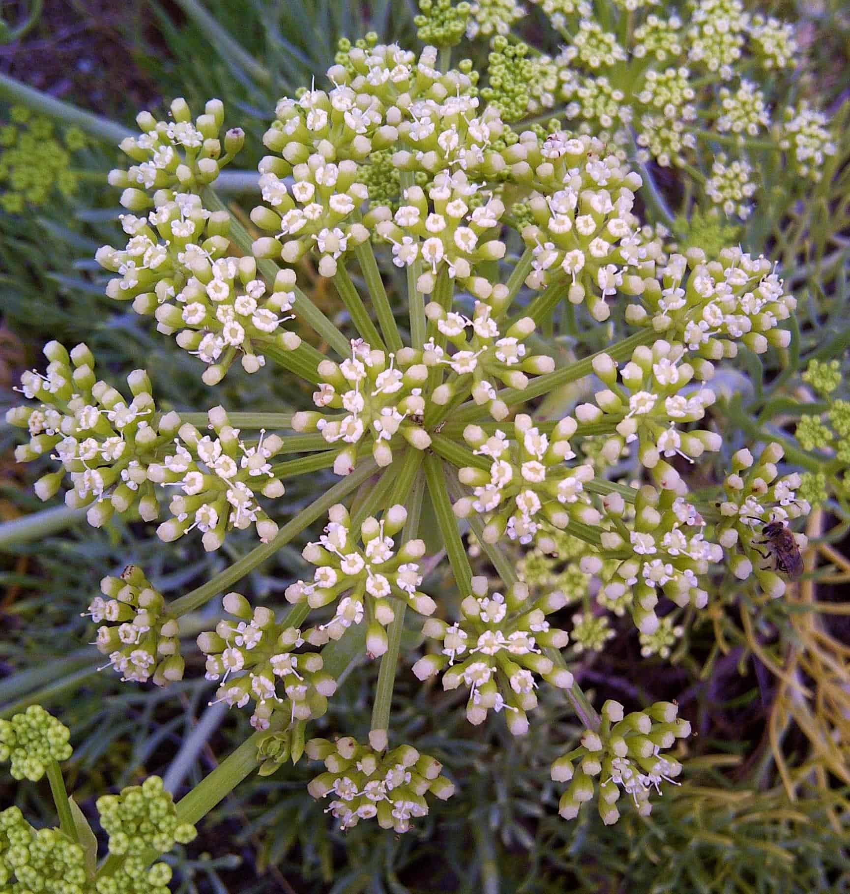 Samphire