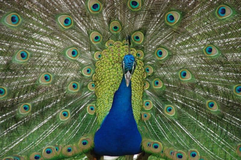 Baile del Pavo Real
