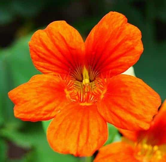 Flor
