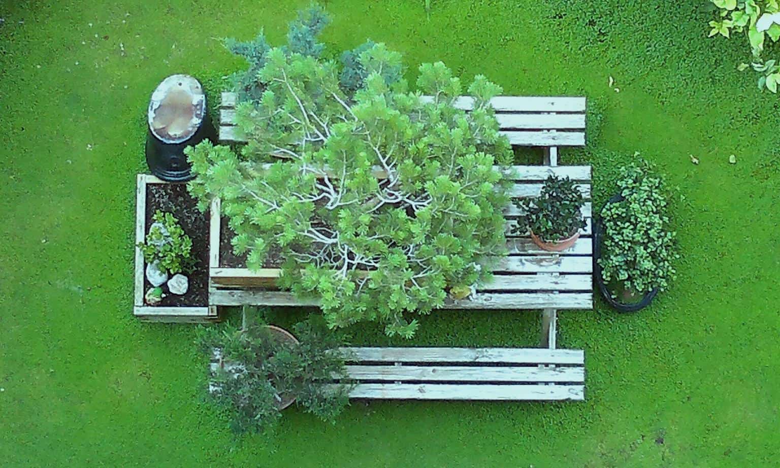 Jardín Bonsai