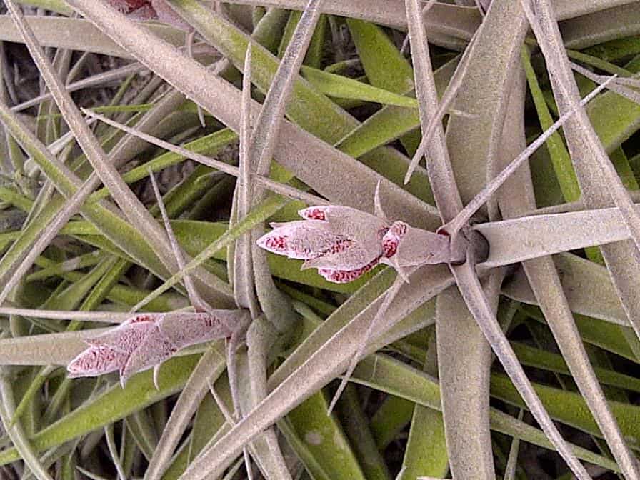 Bromelia