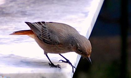 Petirojo, Pit-roig, Erithacus rubecula