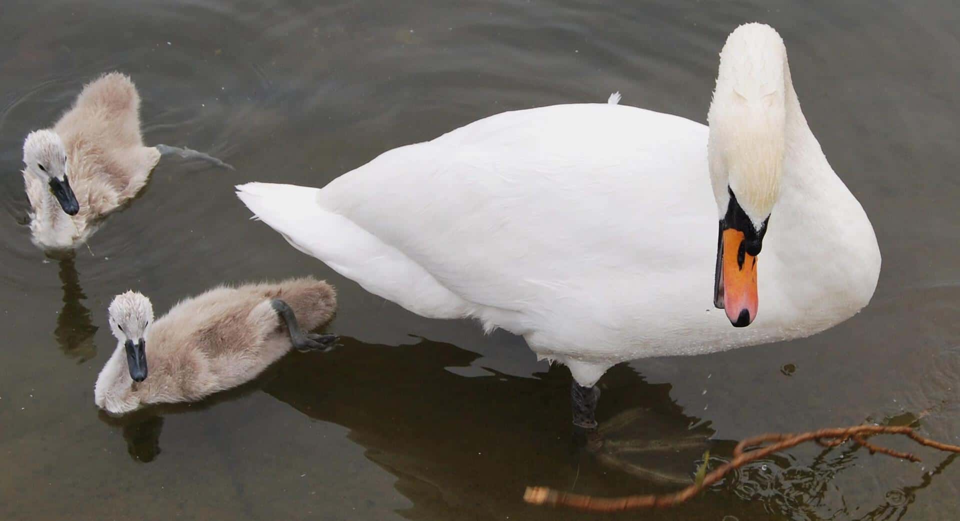 En un lago en Londres