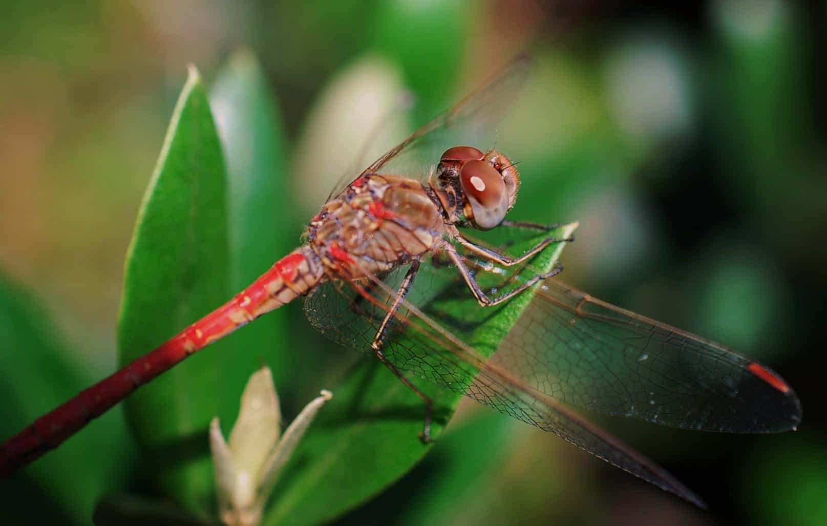 Anisoptera