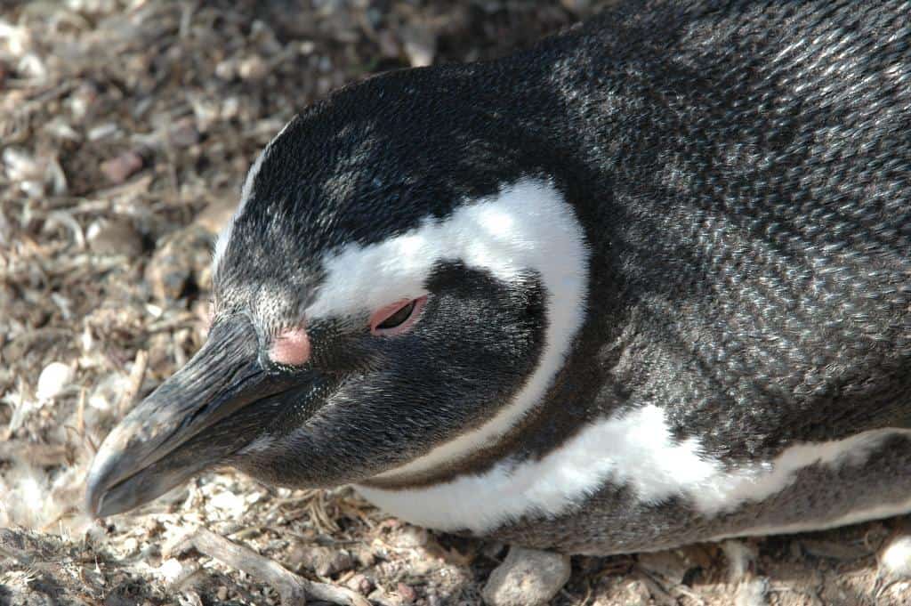 “Spheniscus magellanicus” Pinguino de Magallanes o Pinguino Patagonico 2.