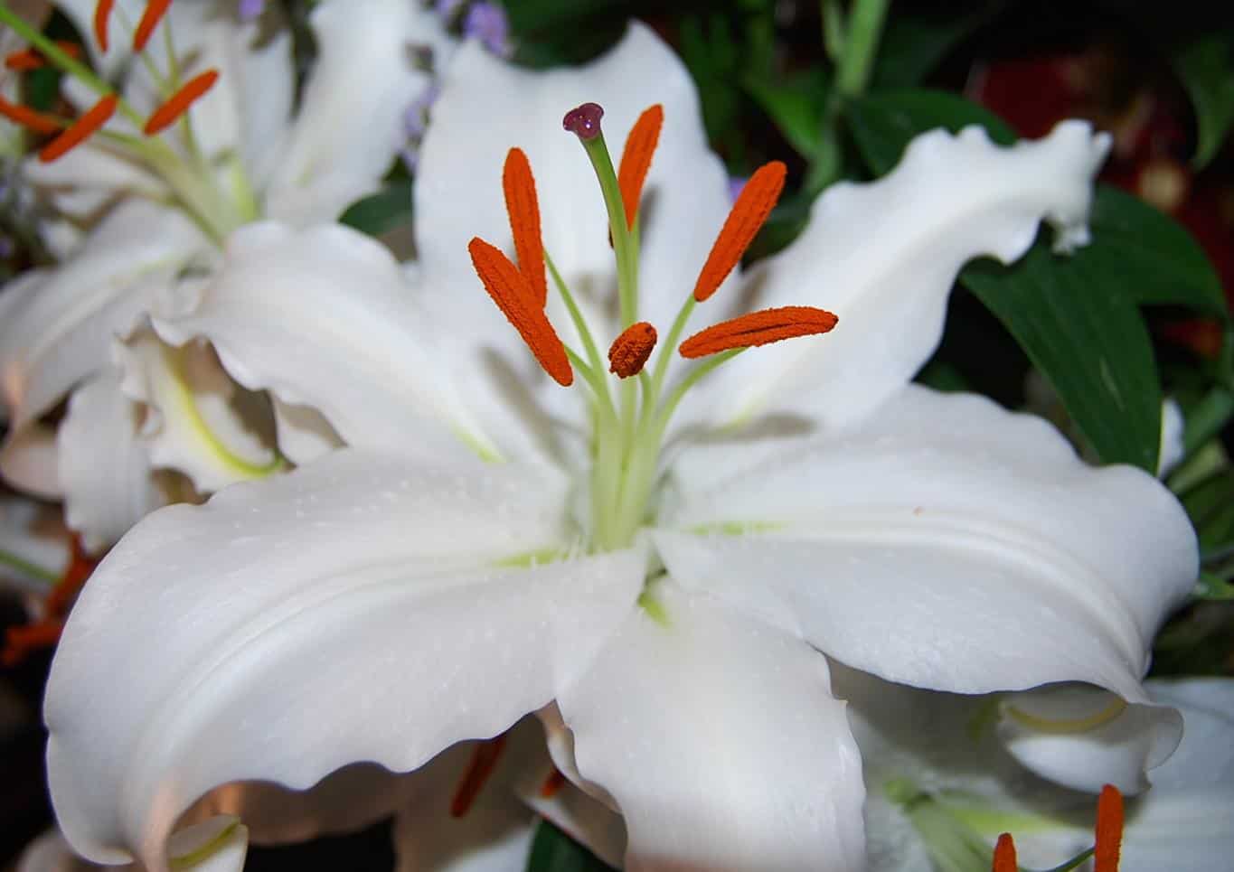 Flor