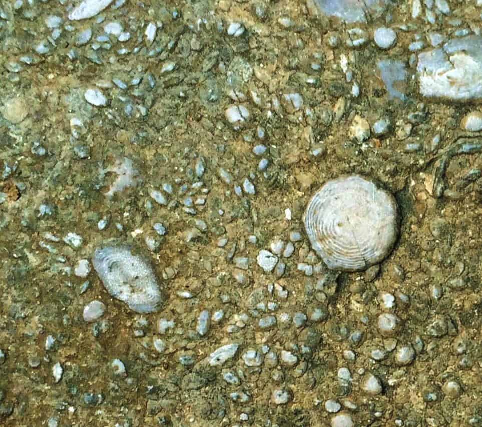 Nummulites