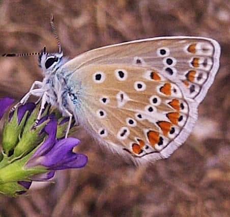 Aricia cramera en flor de alfalfa