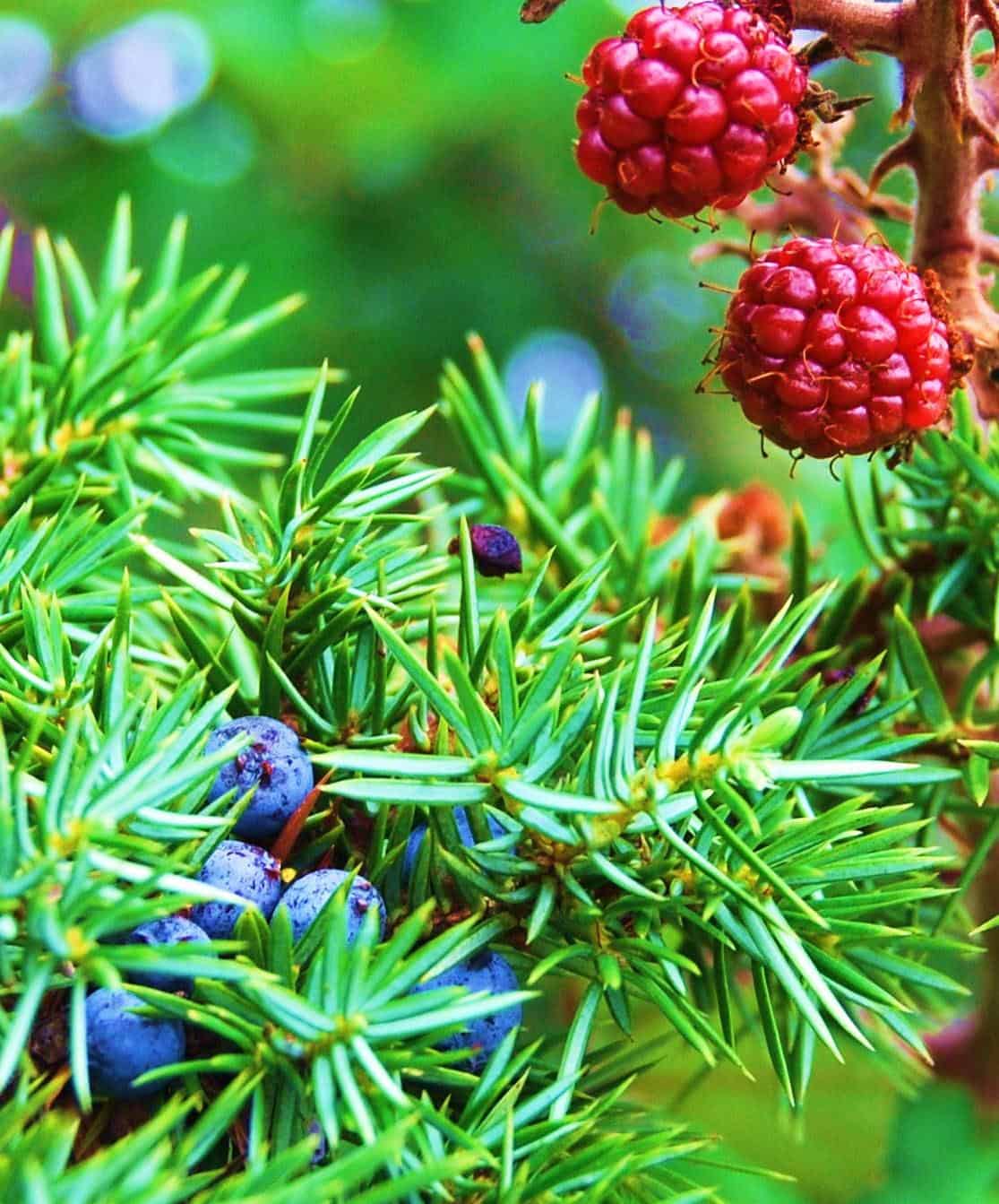 Frutos silvestres de las montana de Tarragona
