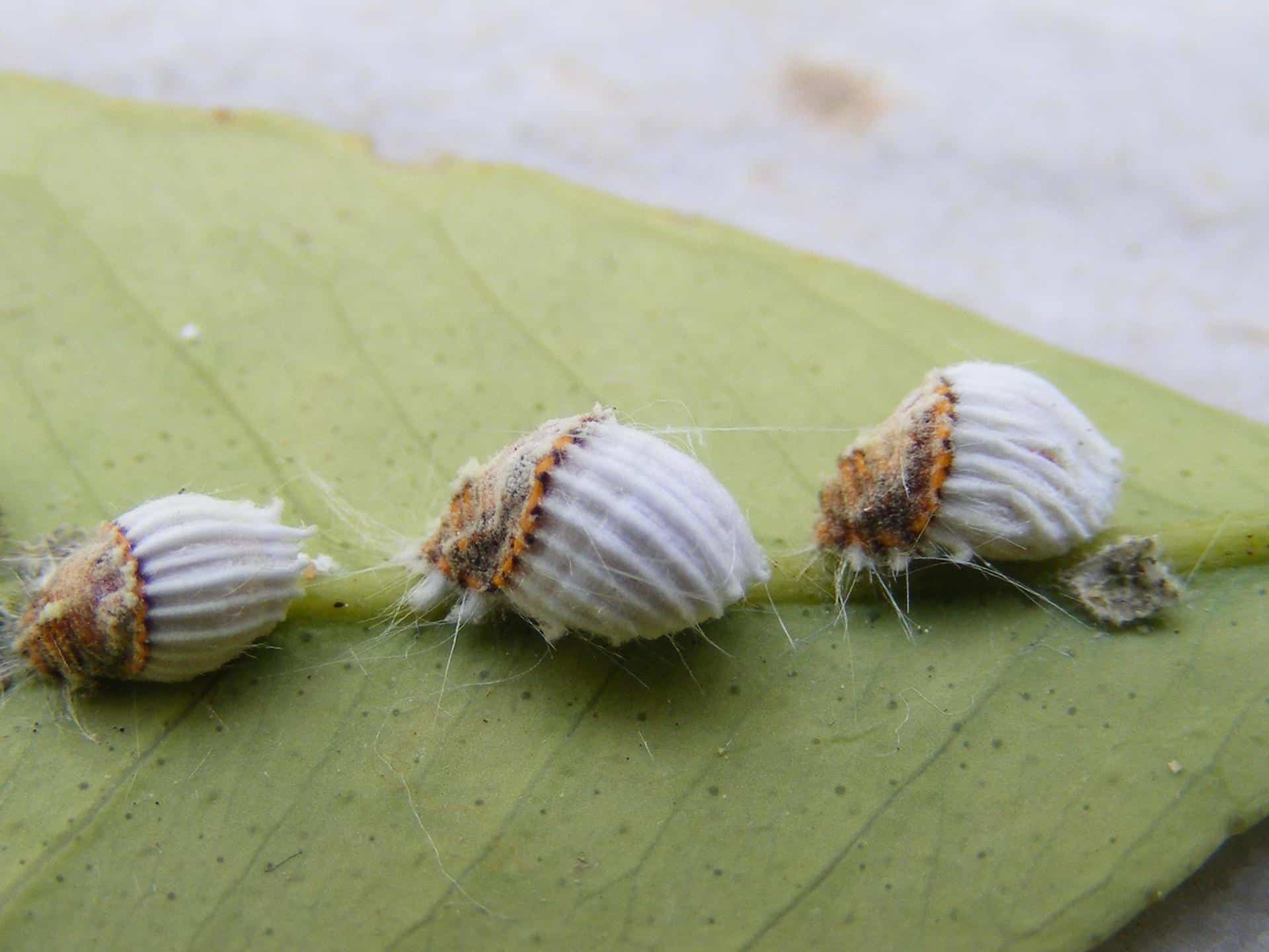 heminoptero Icerya purchasi en hojas del limonero