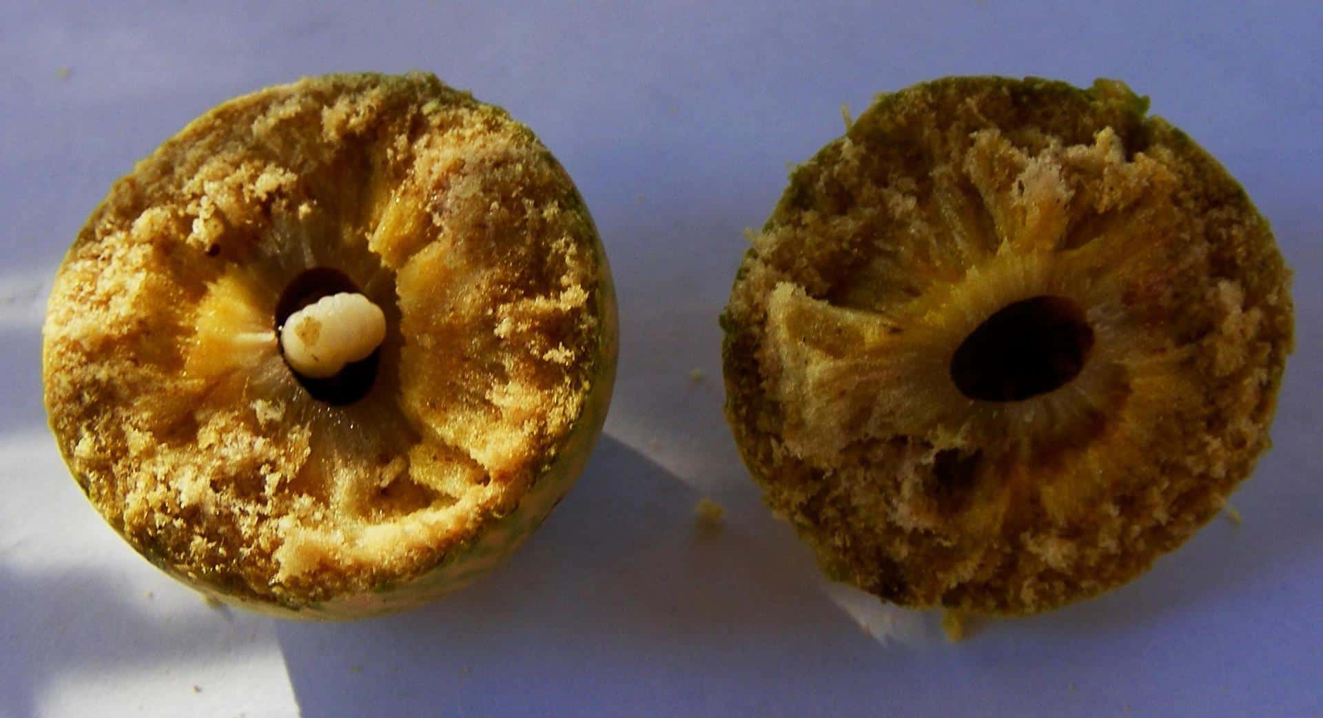 Las agallas del roble