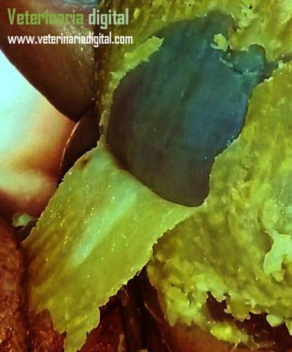 Gizzard mycosis