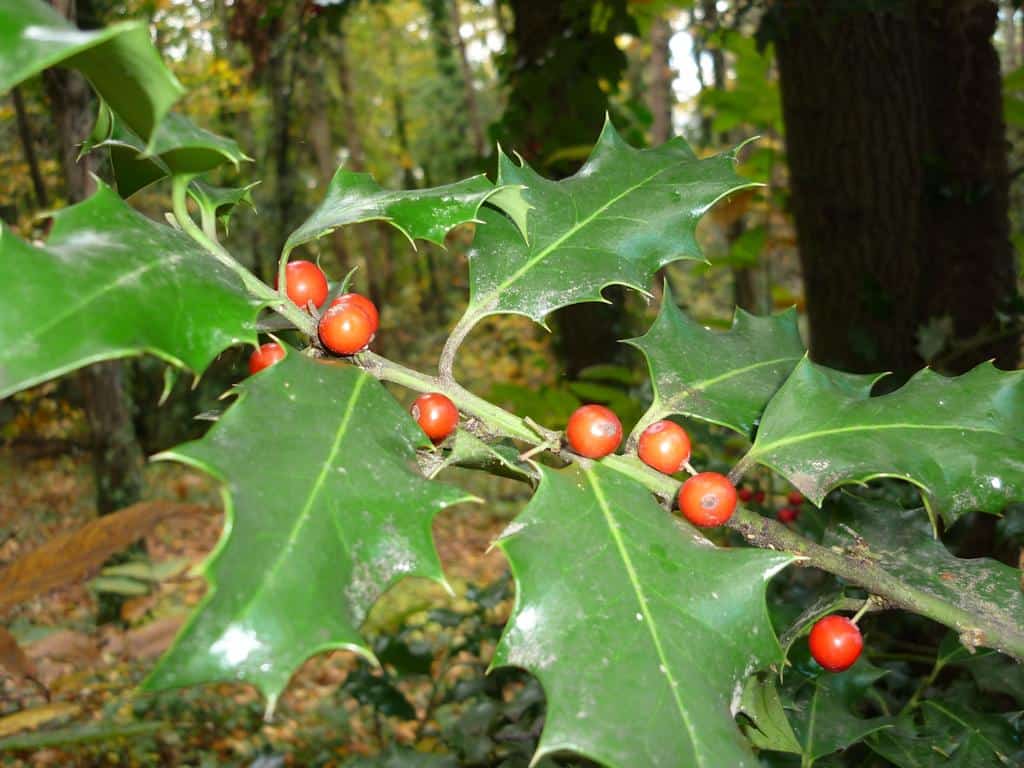 Acebo