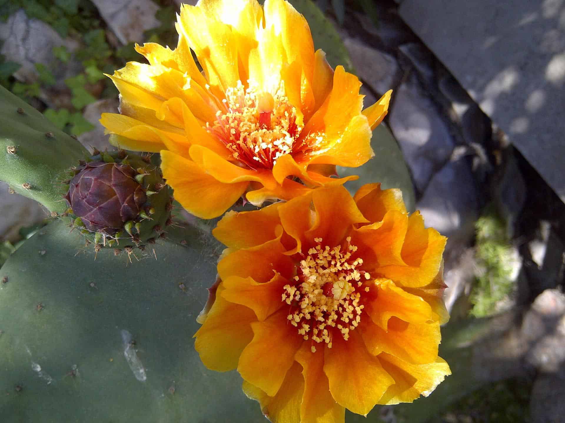 Opuntia ficus-indica