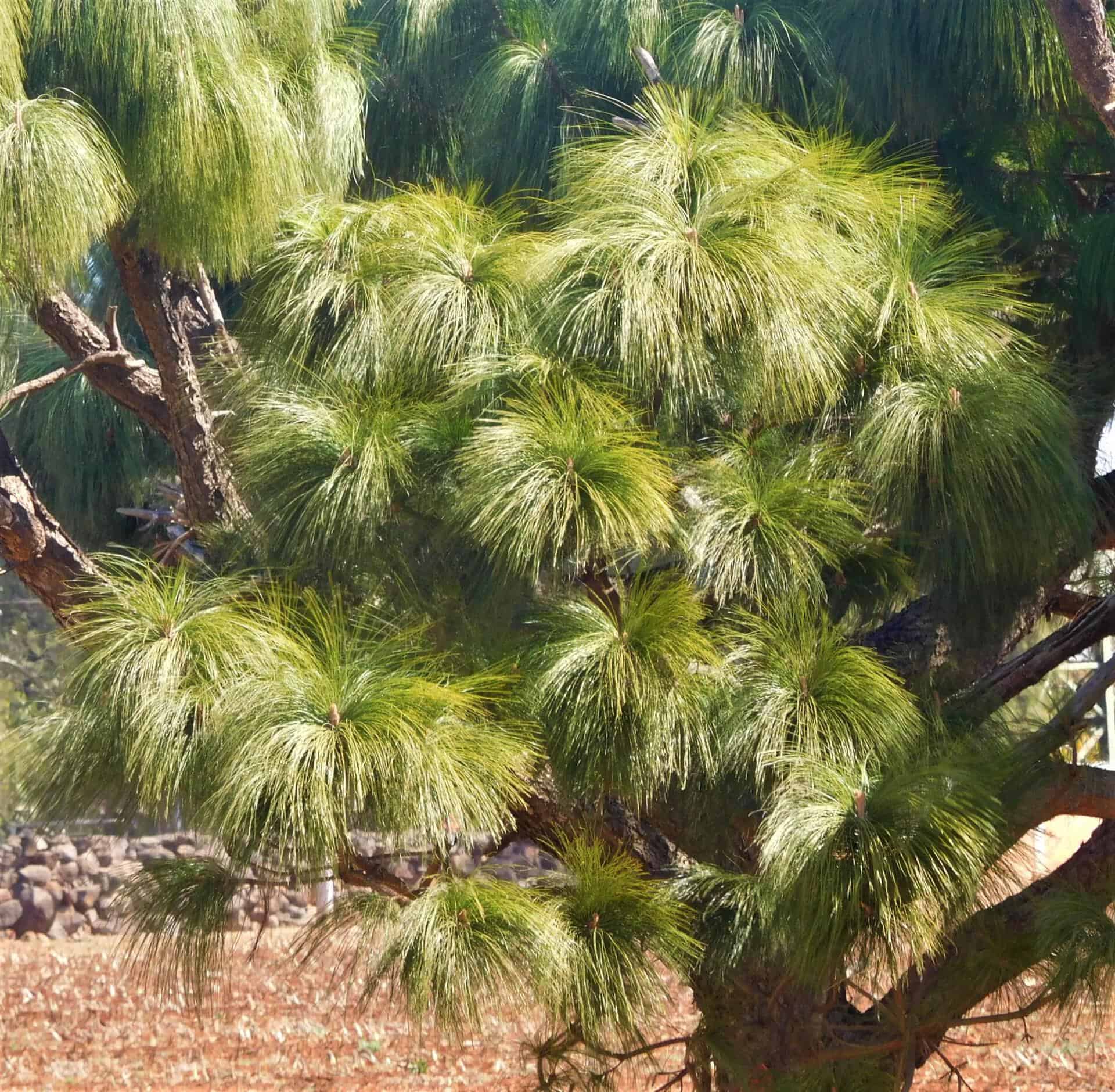 Pinus devoniana