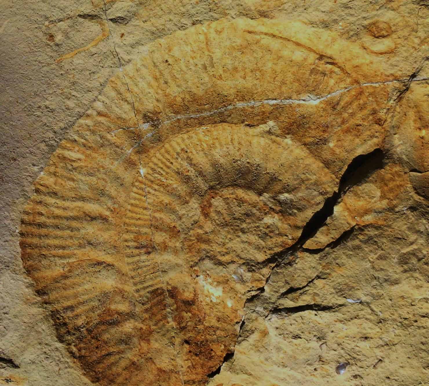 Ammonites
