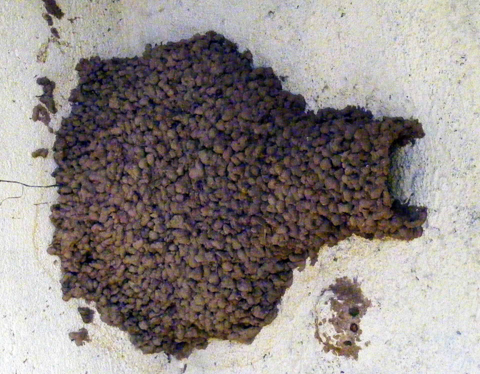 Cecropis daurica, nido / nest