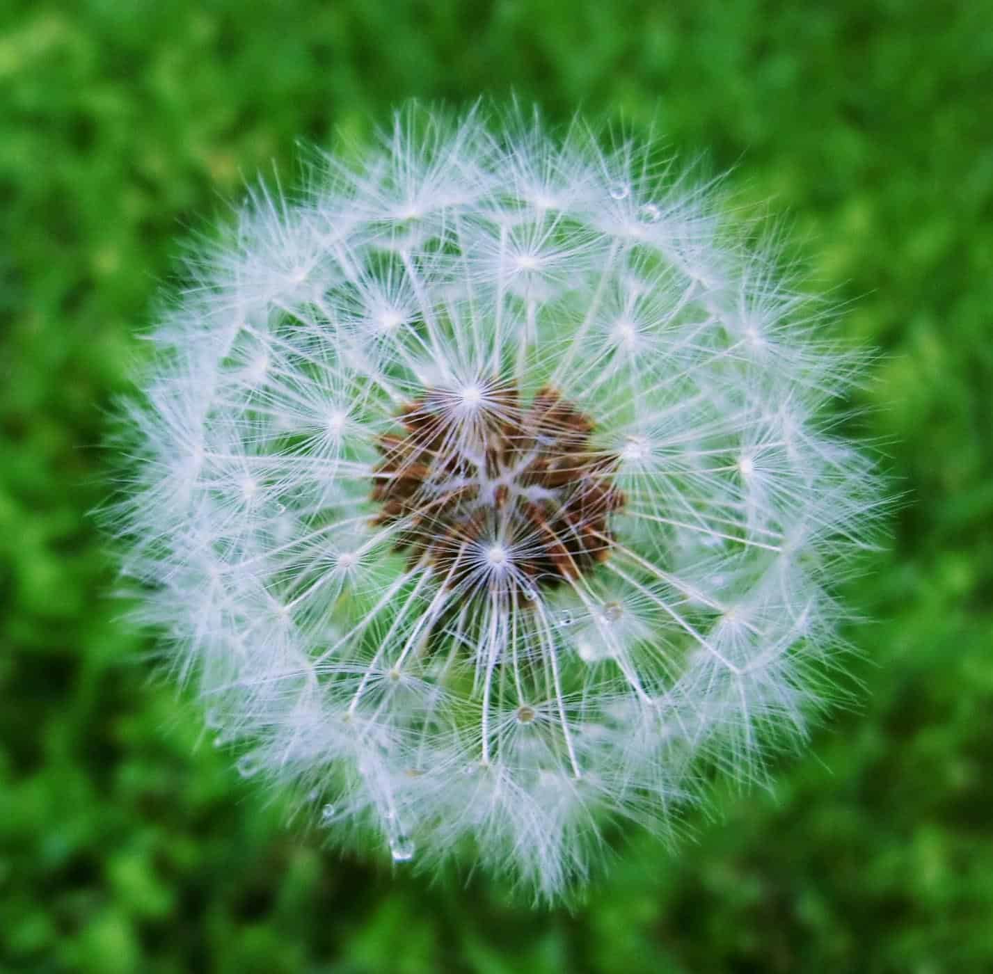 Taraxacum