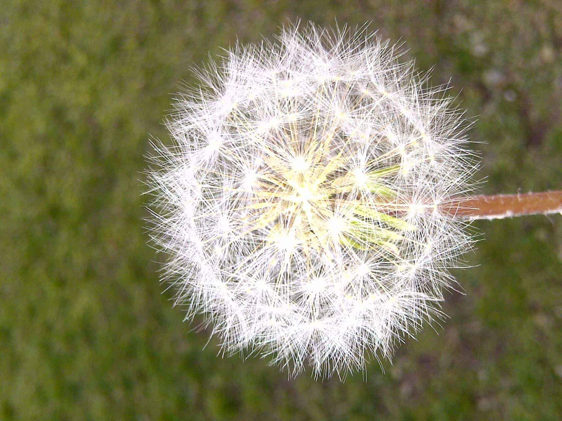 Taraxacum officinale