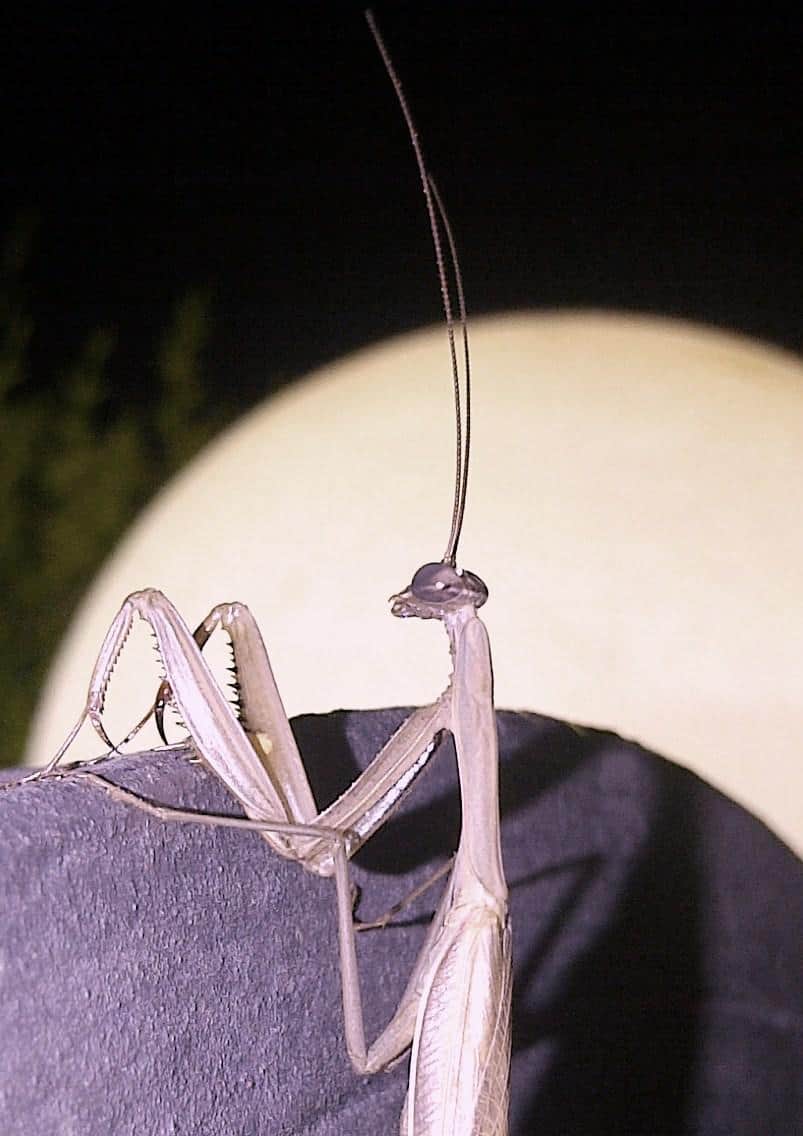 Mantis europea