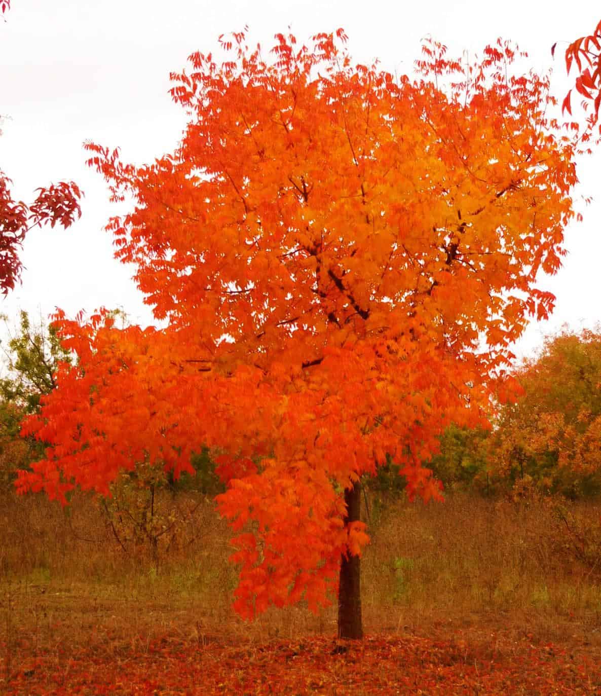 Arbol en otoño