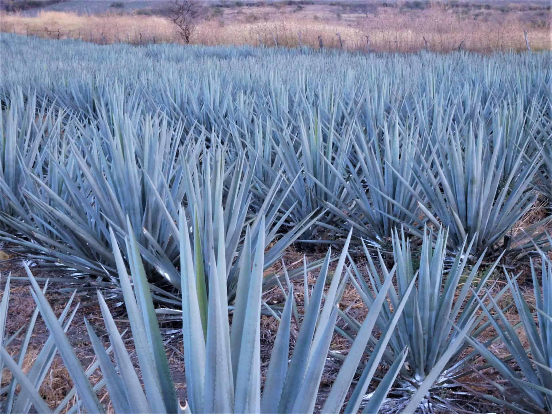 Cultivo de Agave