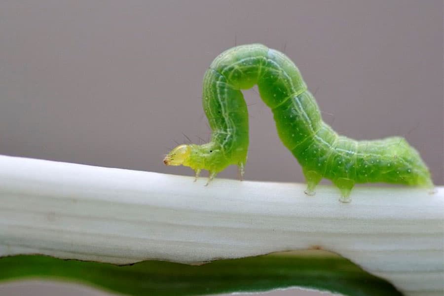 Oruga