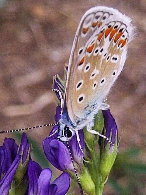 Aricia cramera