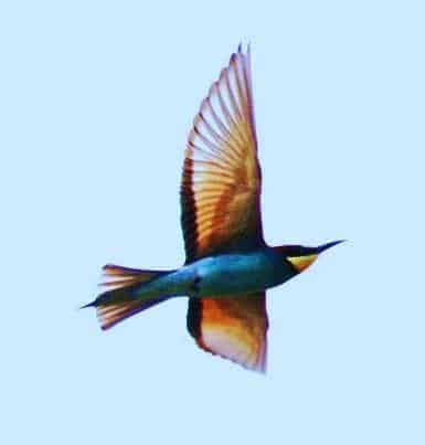Merops Apiaster