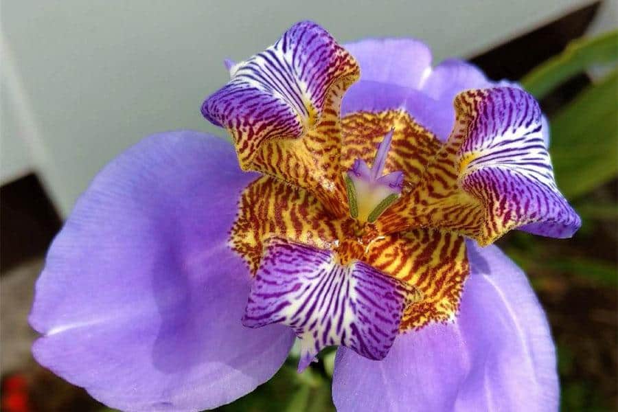 Flor de iris