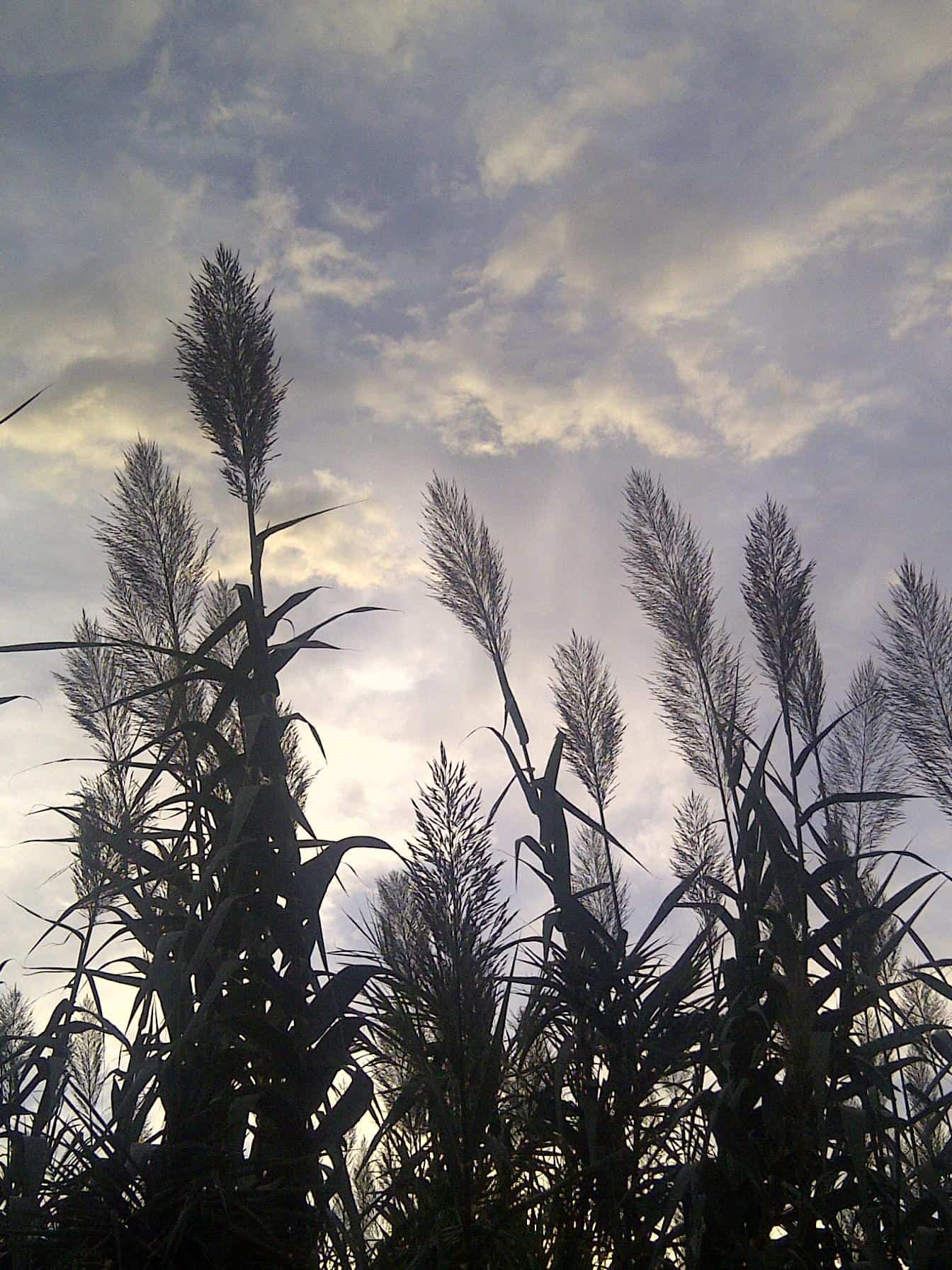 Arundo mediterranea