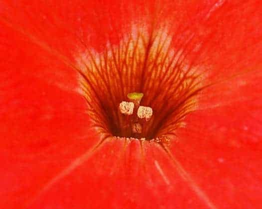 Flor