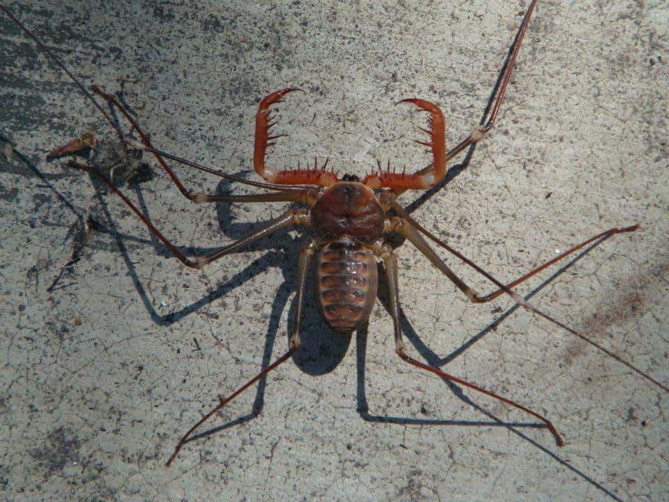 Mi Mascota