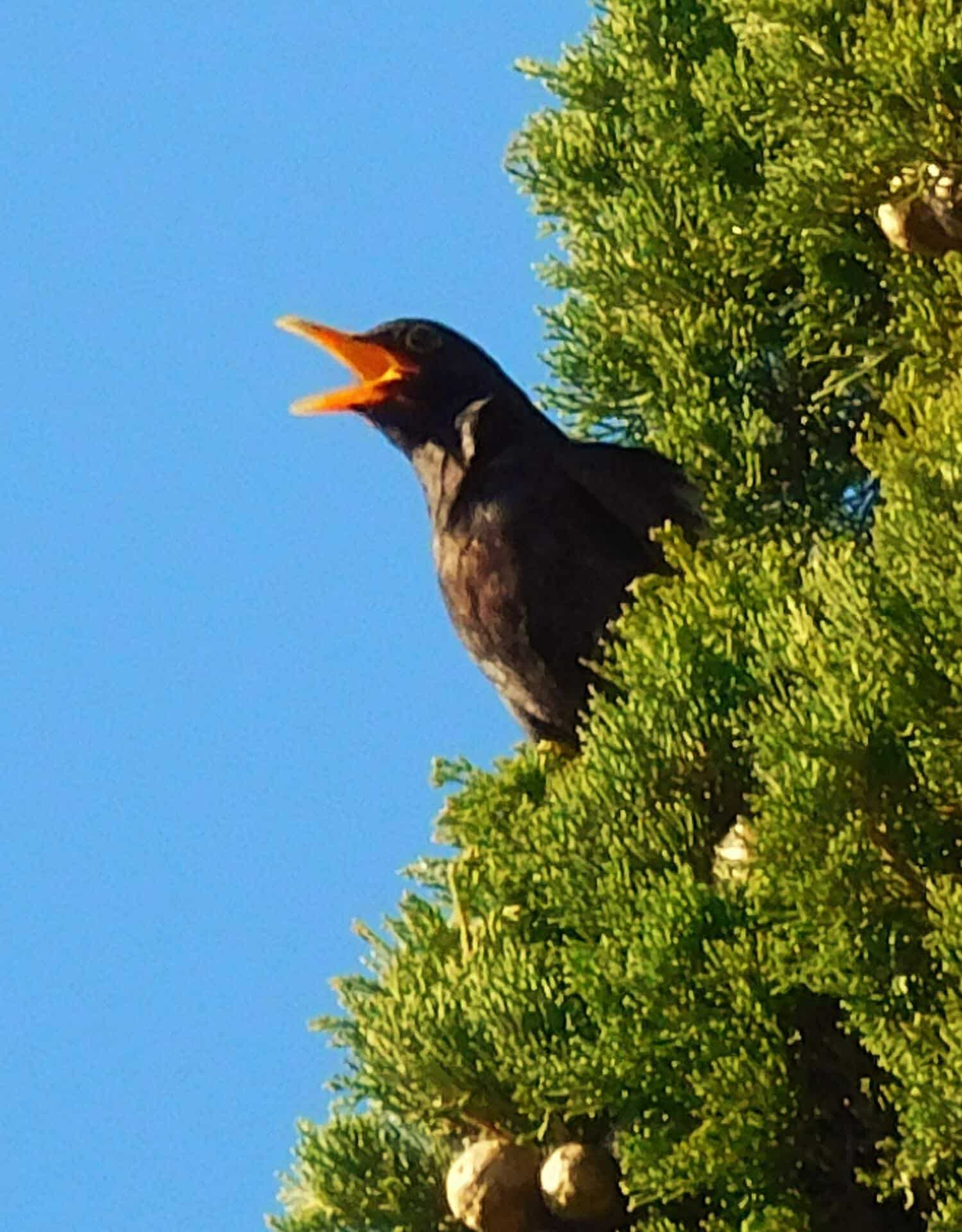 El canto del mirlo (Turdus merula)