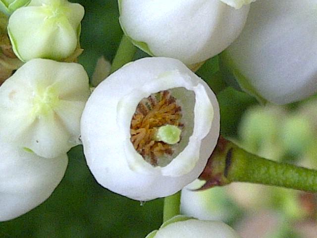 Flor de Vaccinium