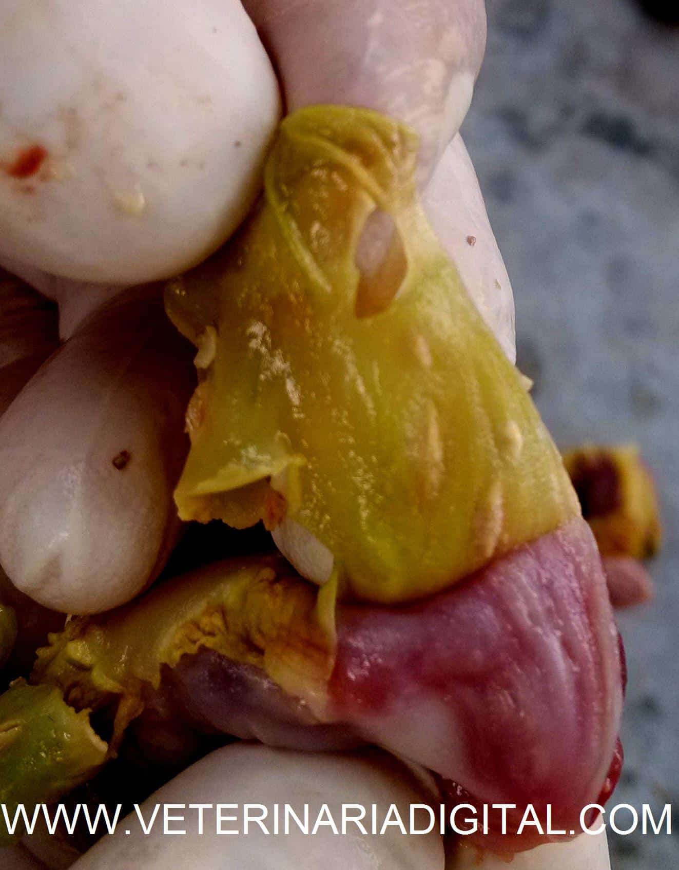 Gizzard mycosis