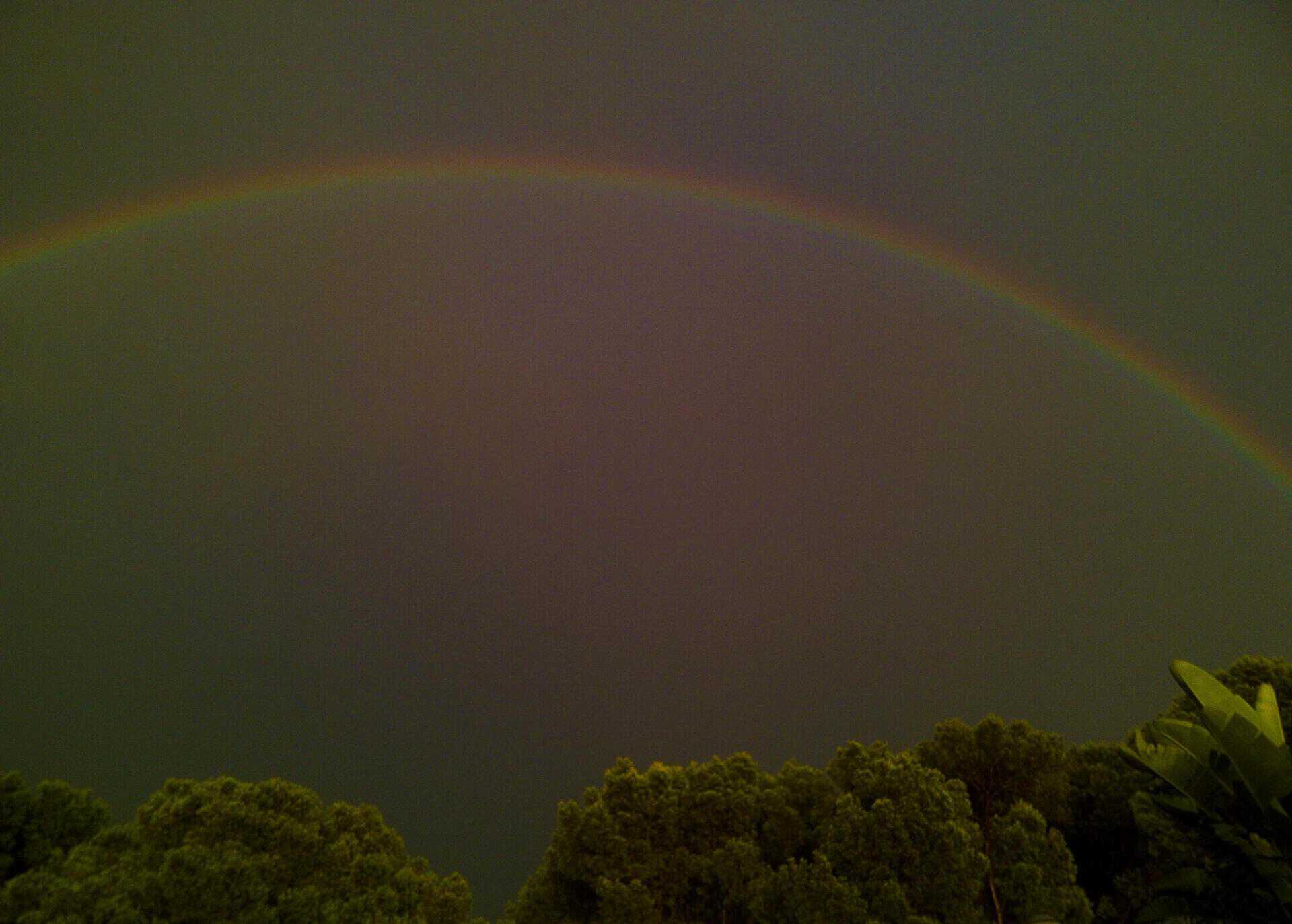 Rainbow over the pine forest