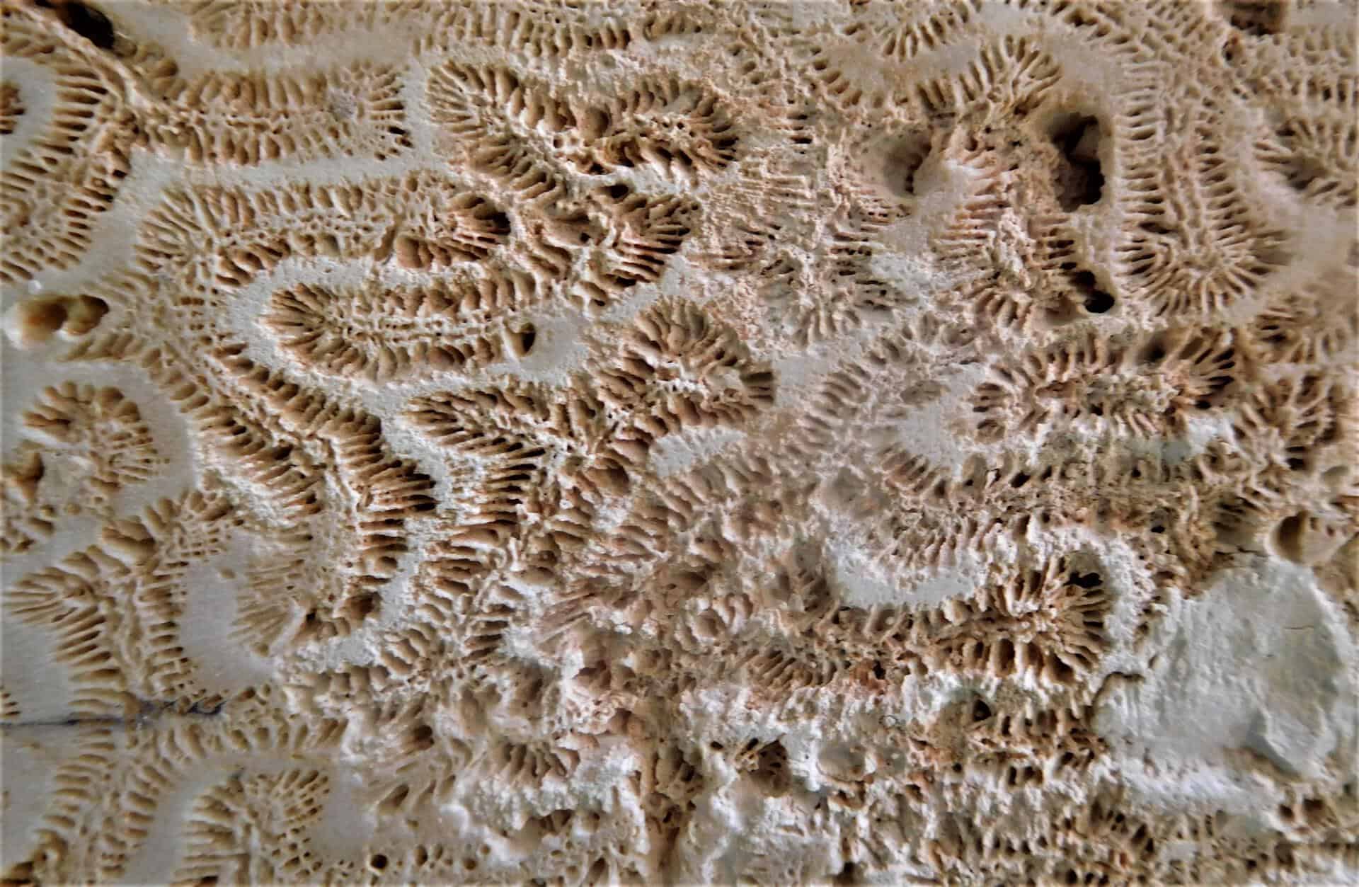 Fósil de coral