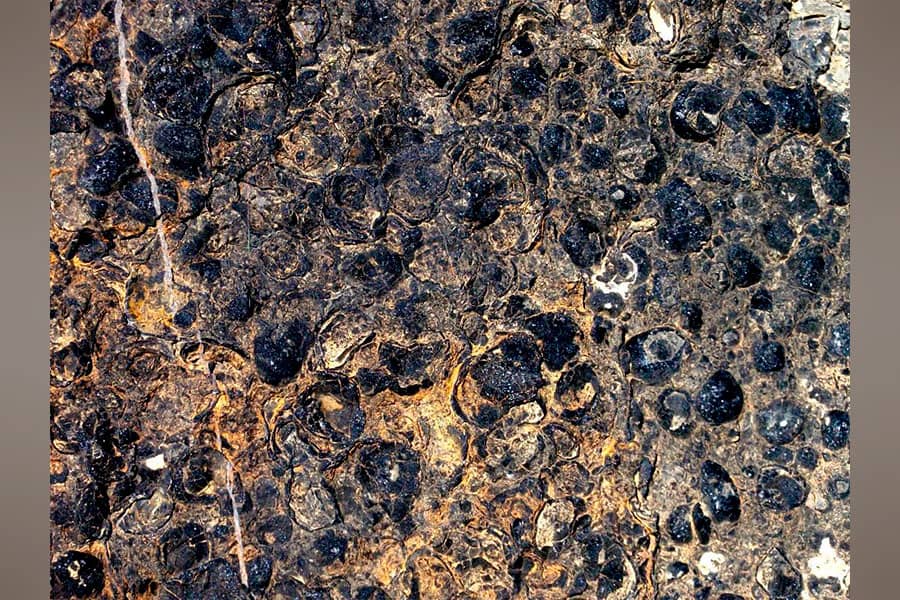 Fossils in Córnago (La Rioja, Spain)