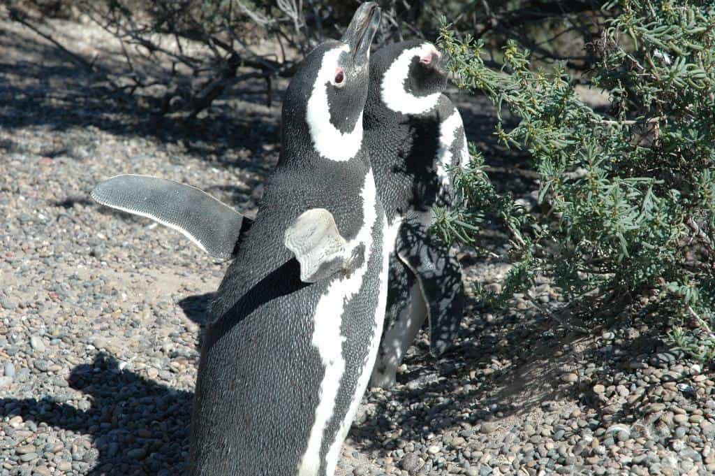 “Spheniscus magellanicus” Pinguino de Magallanes o Pinguino Patagonico 1.