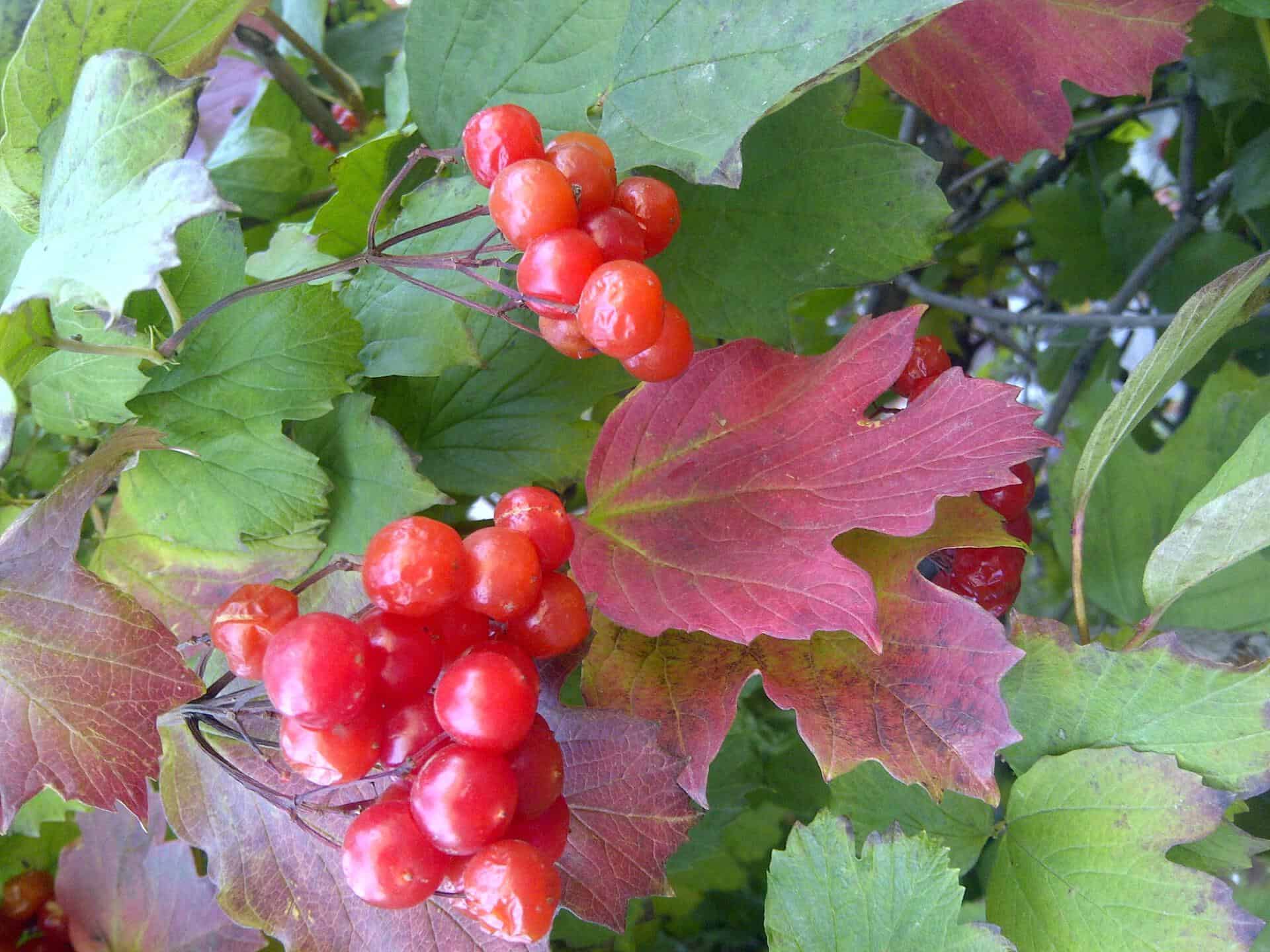 Grosella roja en Ucrania