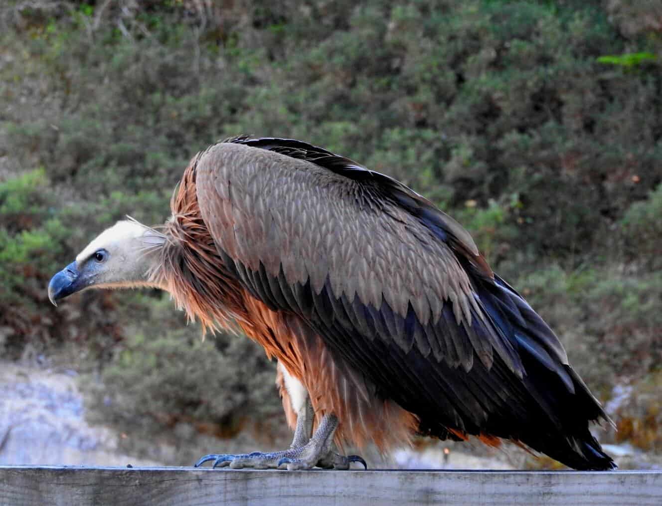 Buitre leonado