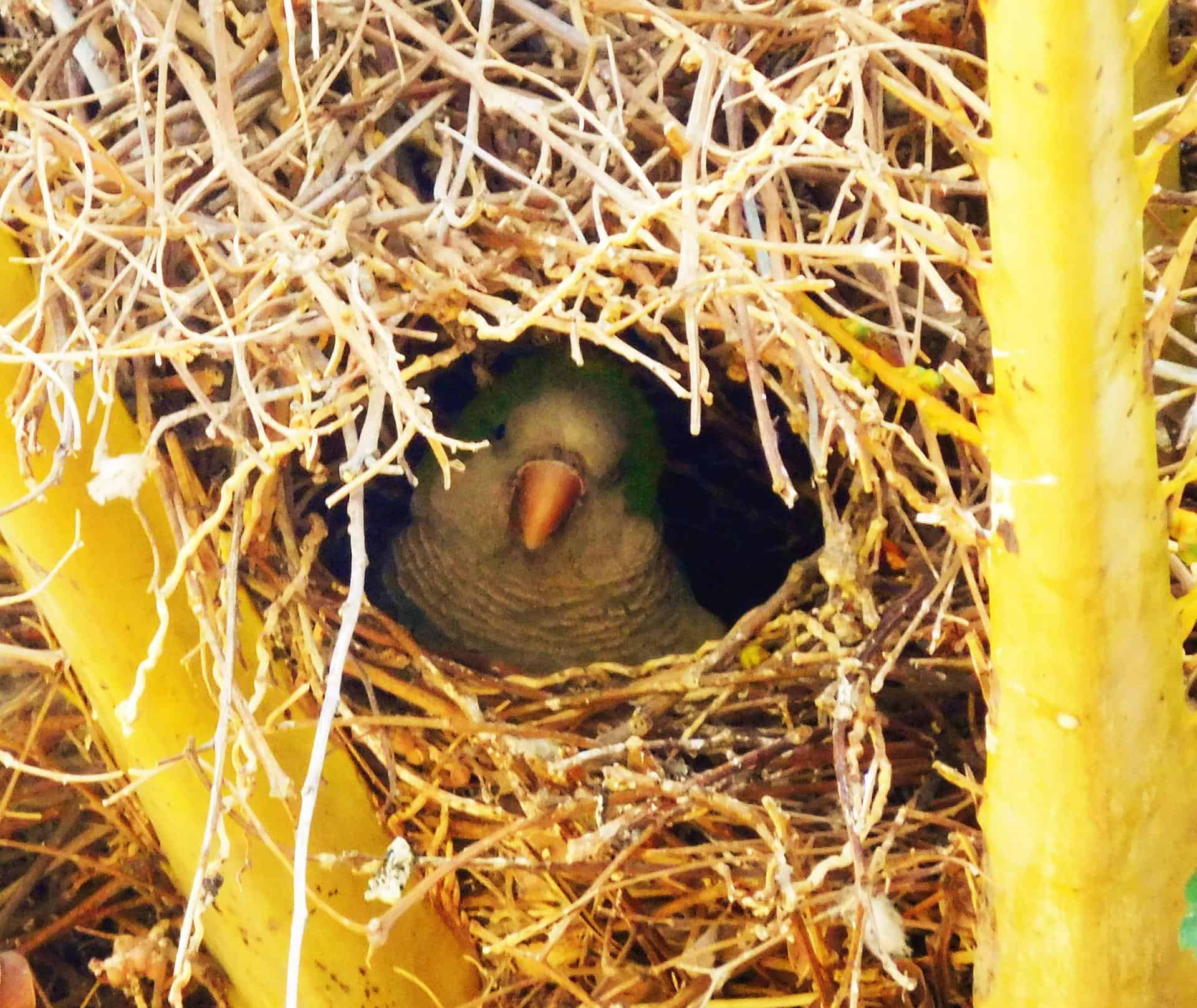 Nido de Myiopsitta monachus