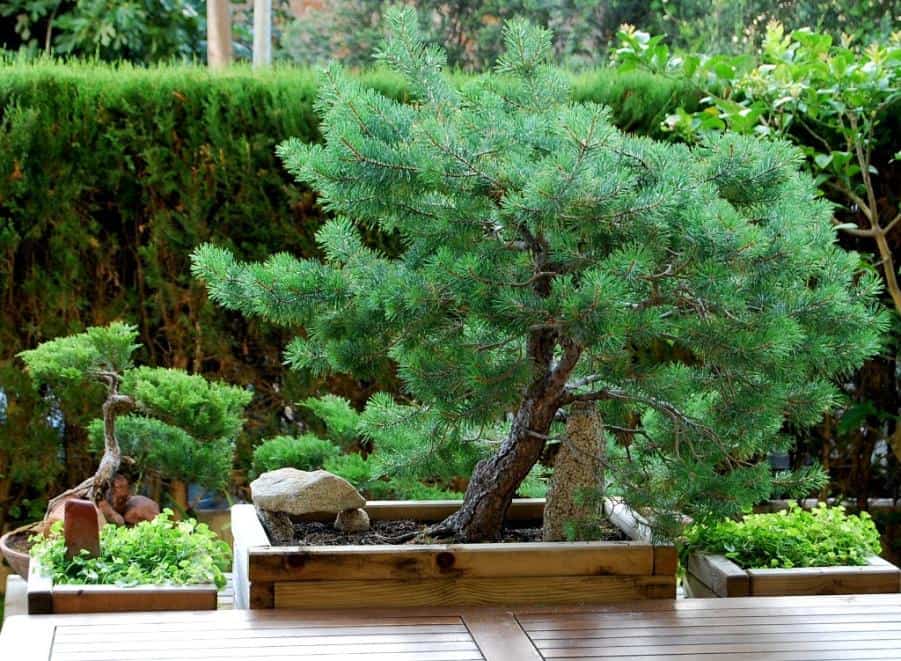 Bonsai Iniciado 1957 Pinus Pinea