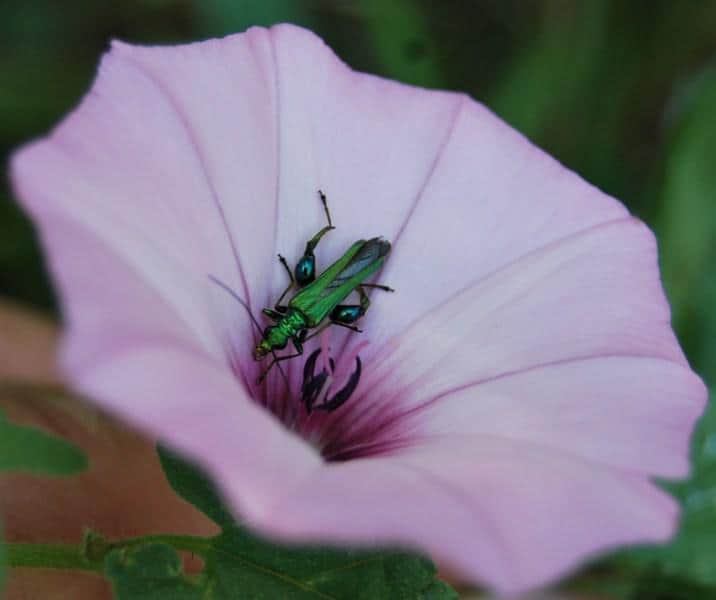 Verde Metalico