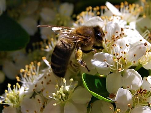 Abeja recogiendo y transportando polen