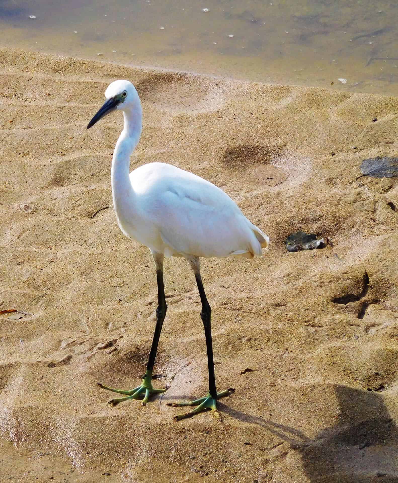 Ardea alba, green heron leg